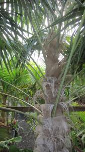 oldwomenpalm1.jpg
